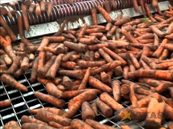 Carrot Washing Sorting Line